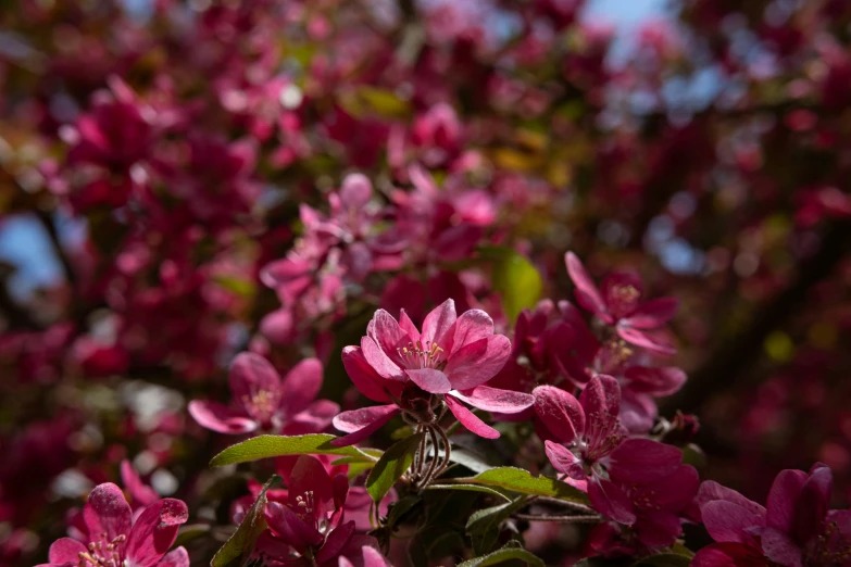 some pink flowers and green leaves on a tree