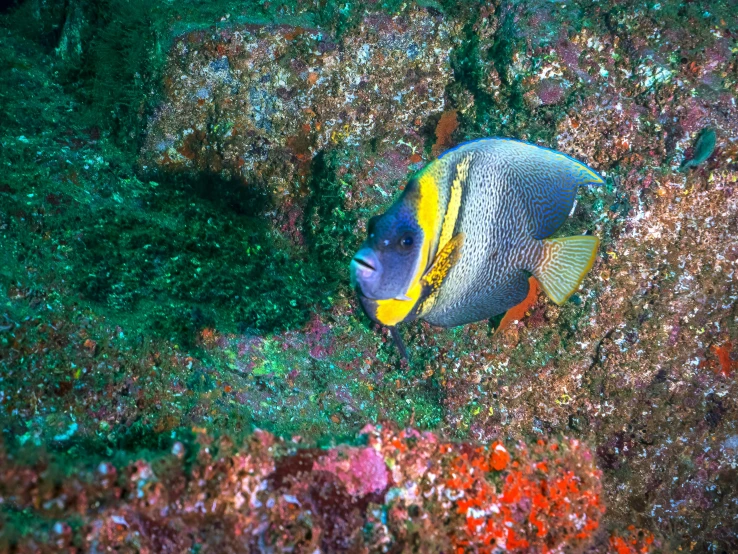 an exotic, colorful fish hiding in the sea