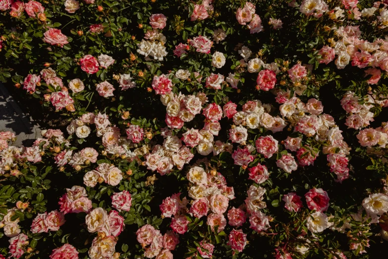 roses covering a concrete surface with a black background