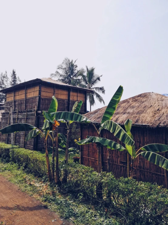 a banana tree is next to the houses