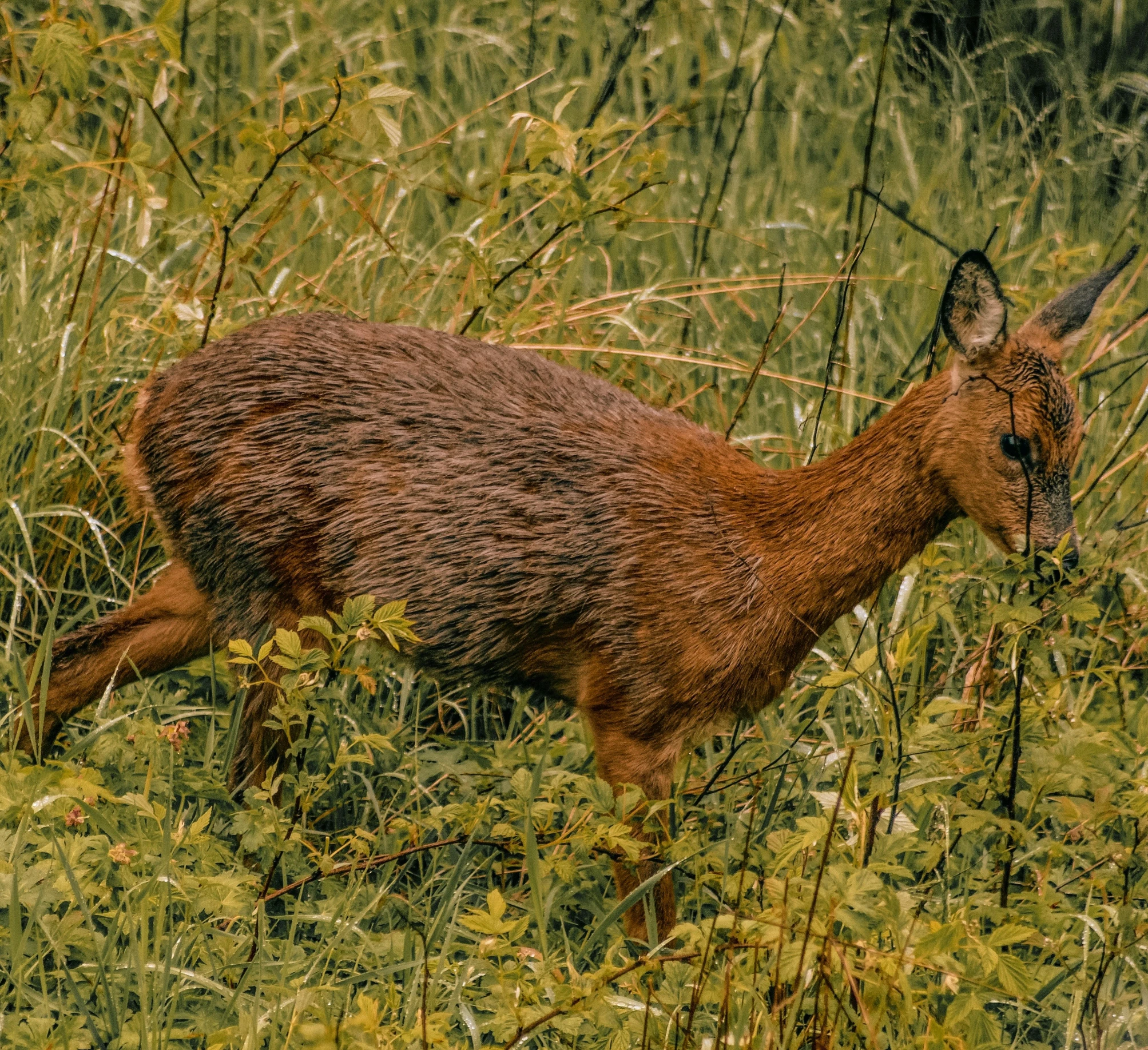 a deer that is walking in the grass