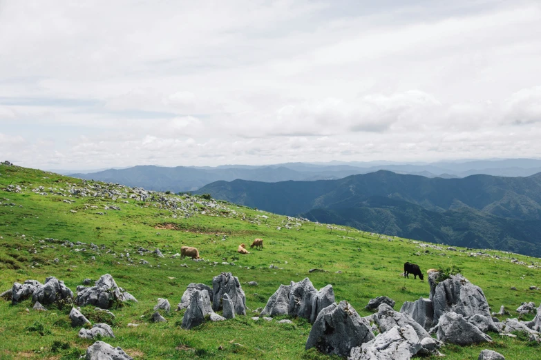 two cows are grazing on a grassy hill