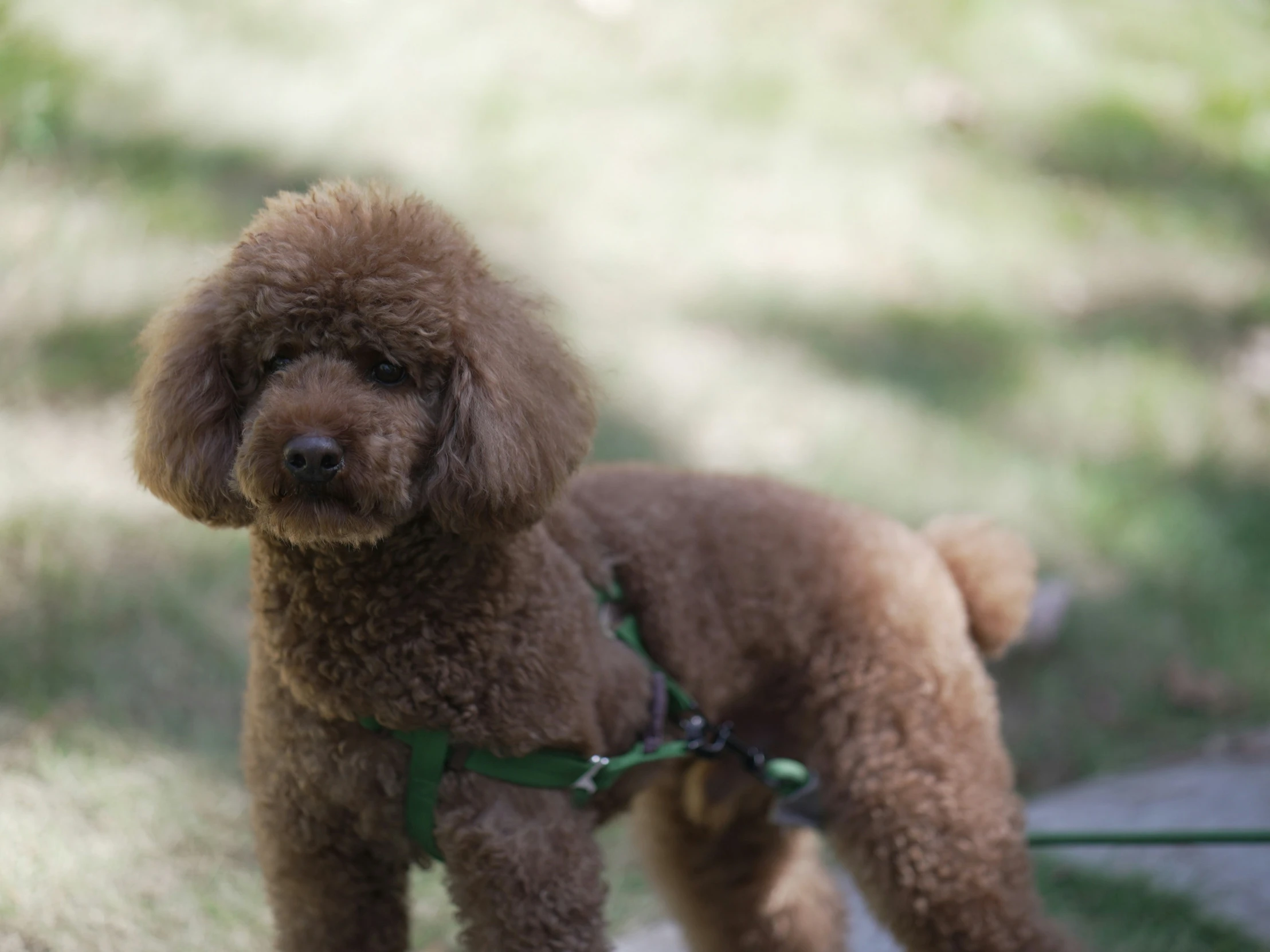 a brown dog with a green leash on its neck
