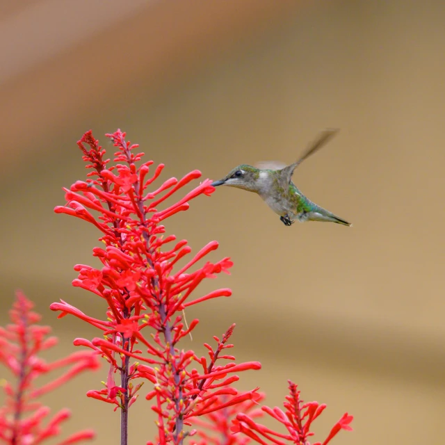 a hummingbird hovers above red flowers in flight