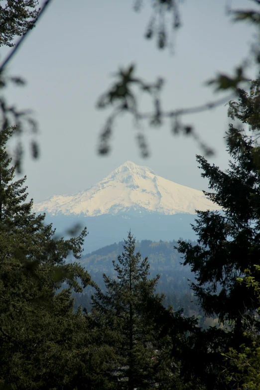 a snowy mountain is seen through the trees