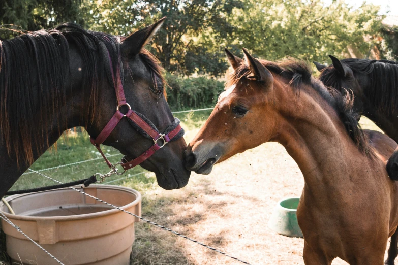 the horses are drinking water from the water trough