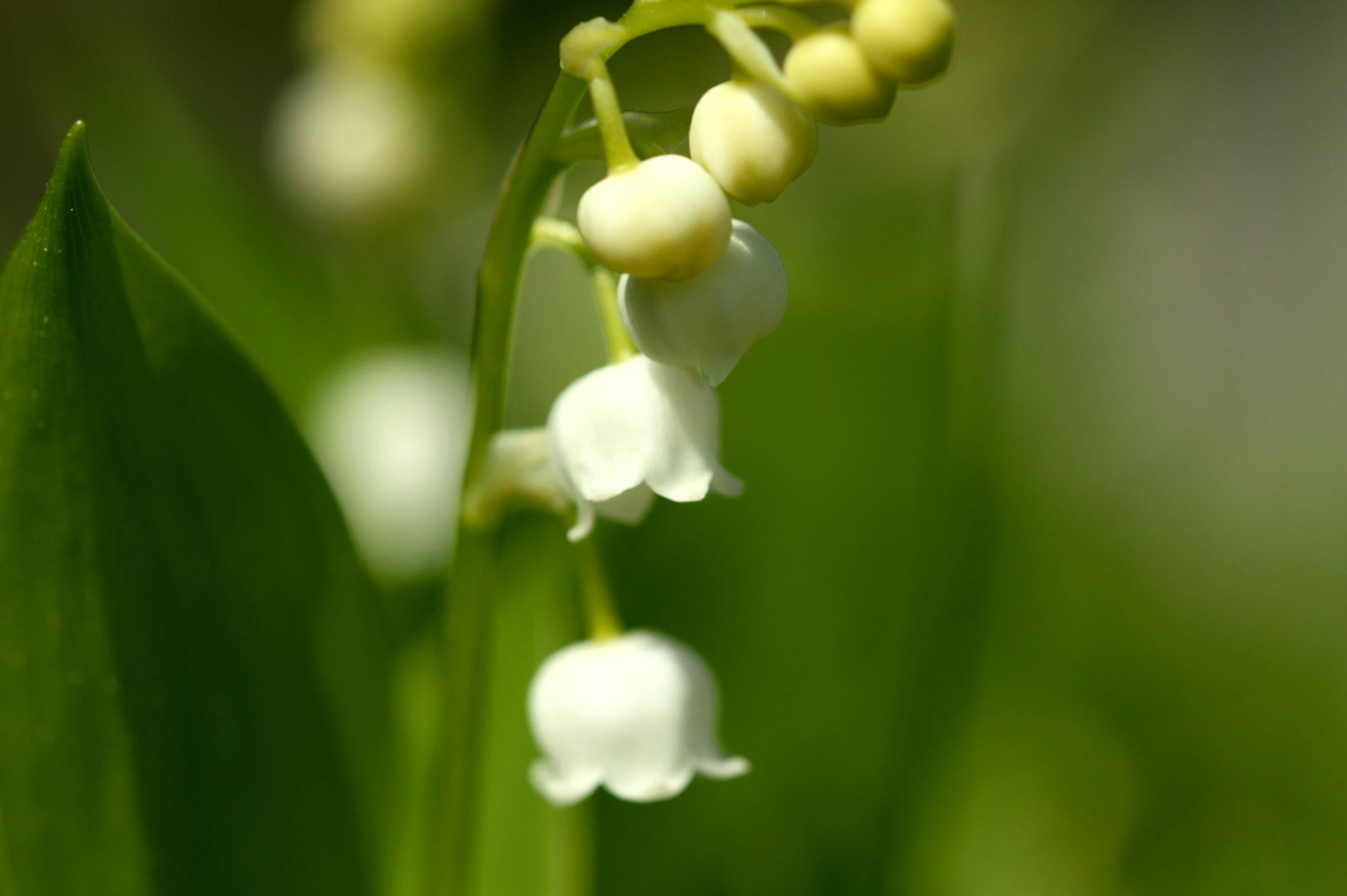 this is a close up image of white flowers