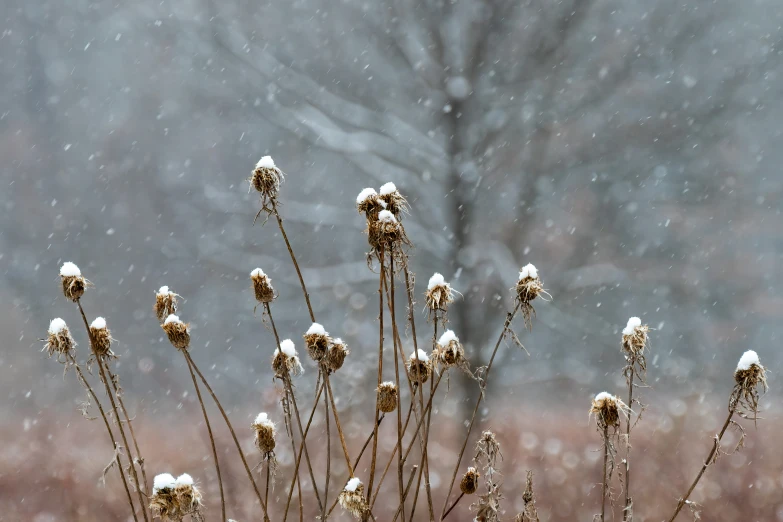 a plant covered in snow sitting on top of a field