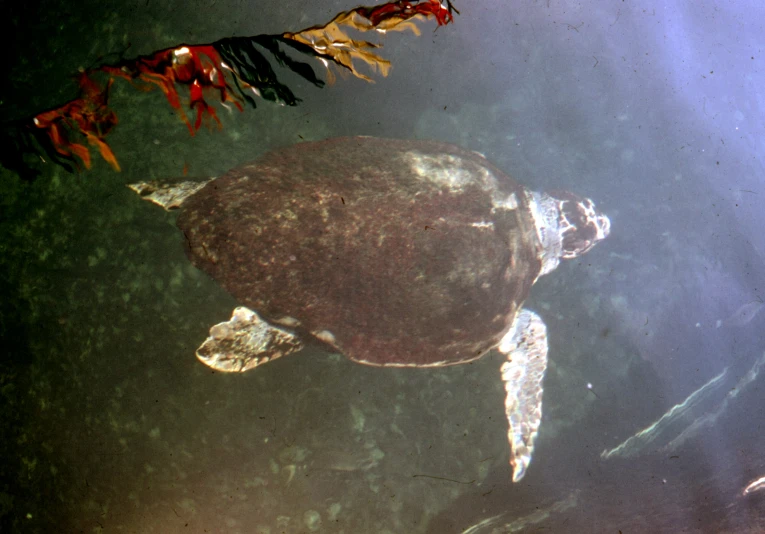 a turtle swimming in clear water near other plants