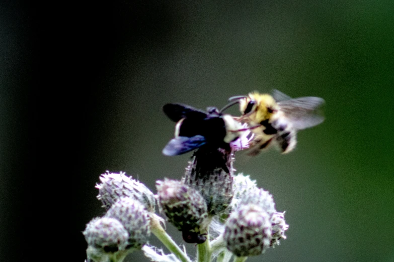 two small bees on the tip of a plant