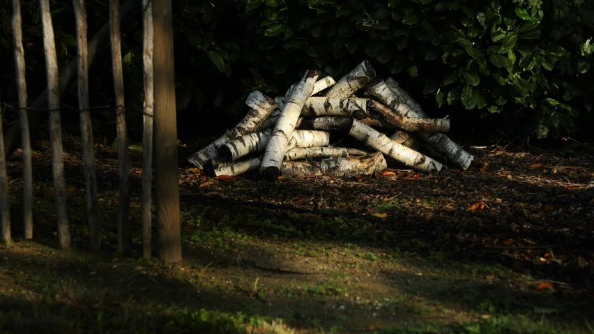 there is some logs piled up on the ground