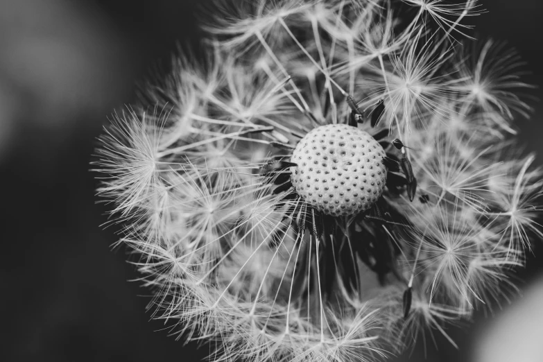 a dandelion that is black and white with little details