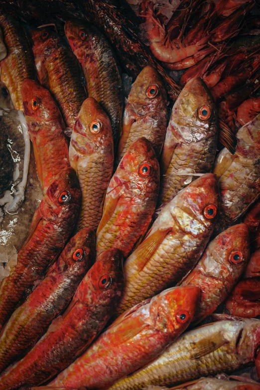 large amount of fish laying out in front of each other