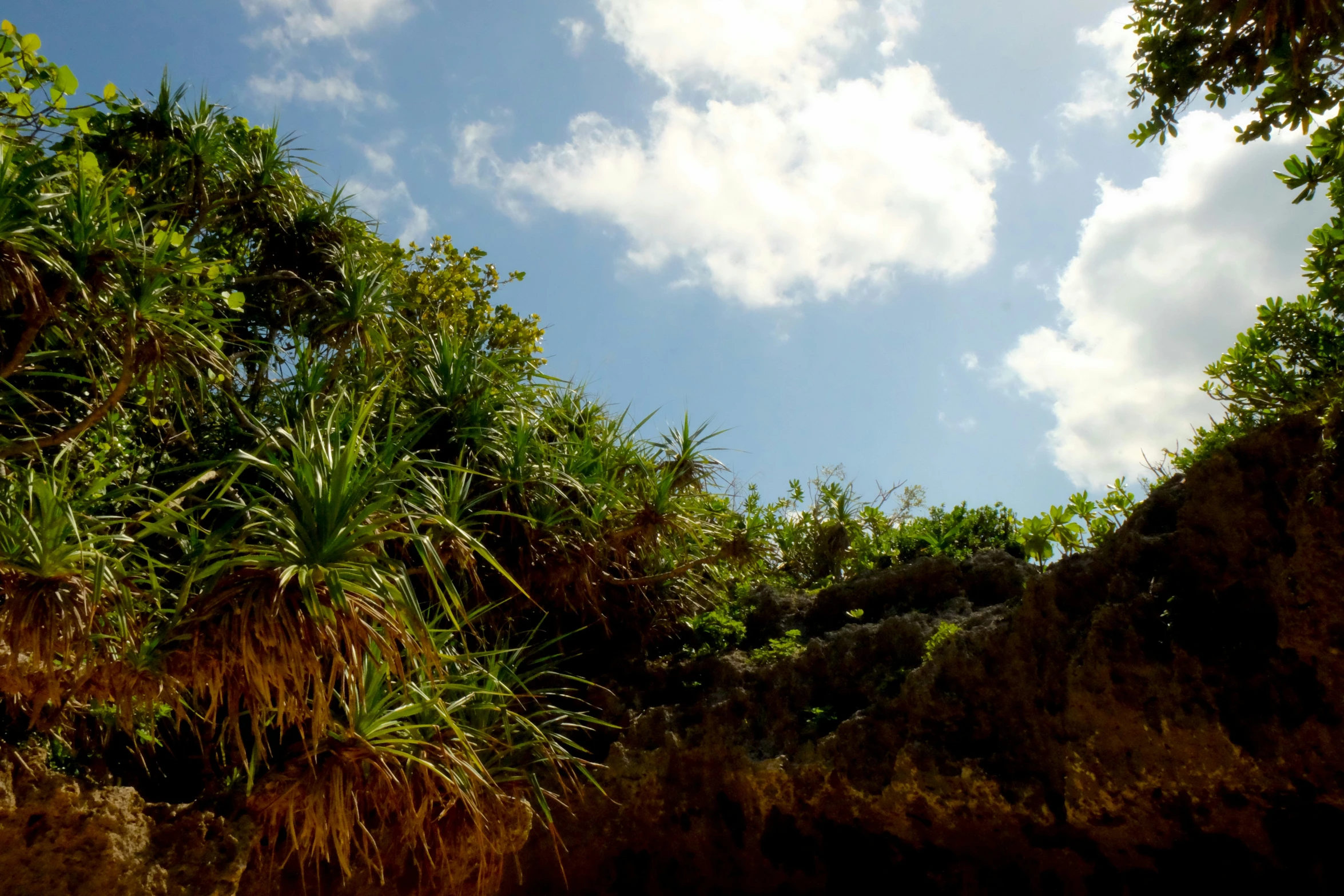 looking at the sky through lush vegetation at low ground level