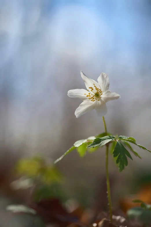 a wild flower that is just beginning to bloom