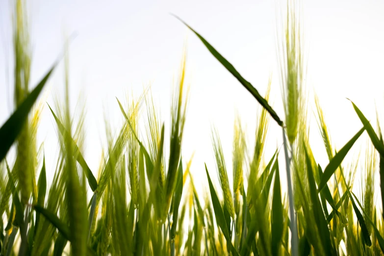 a blurry po of some grass and water