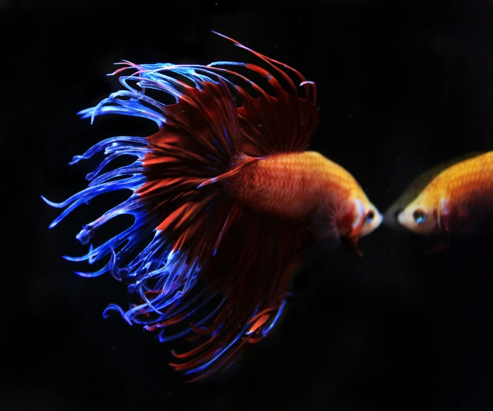 two fish are swimming together in a dark sea