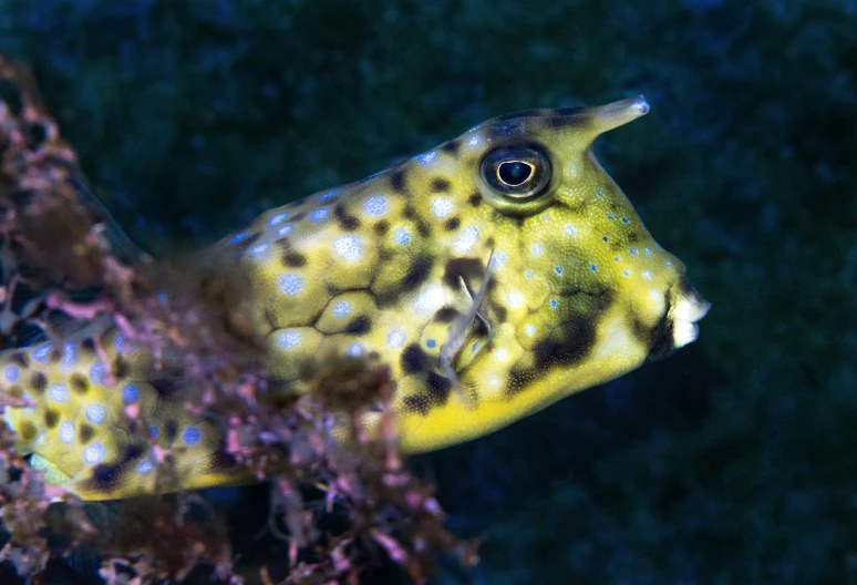 an orange sea snake is seen in this underwater pograph