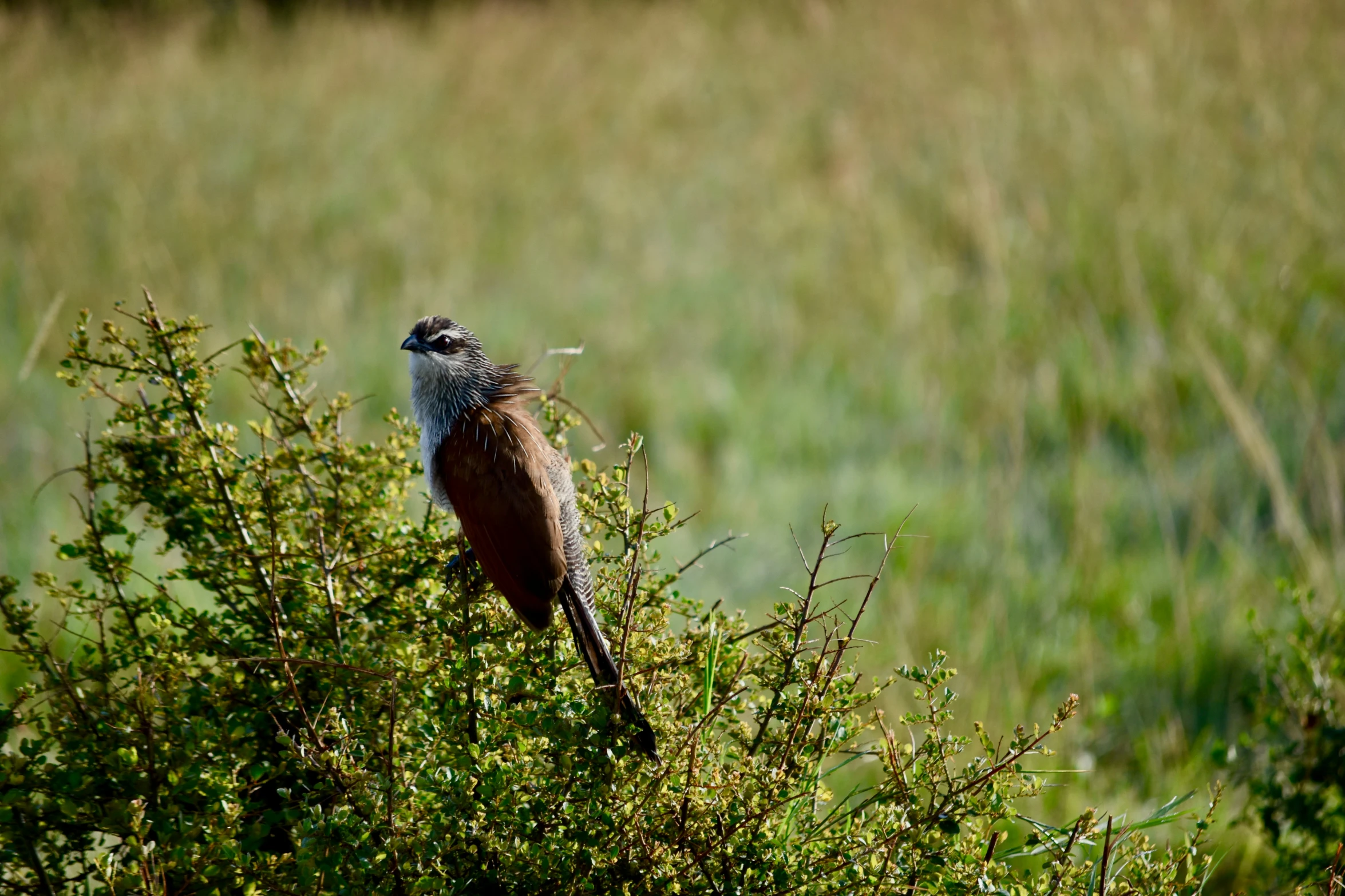 a small brown bird perched on top of a tree