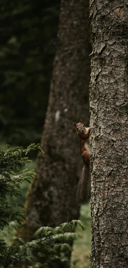 a brown squirrel peeking out from between some trees