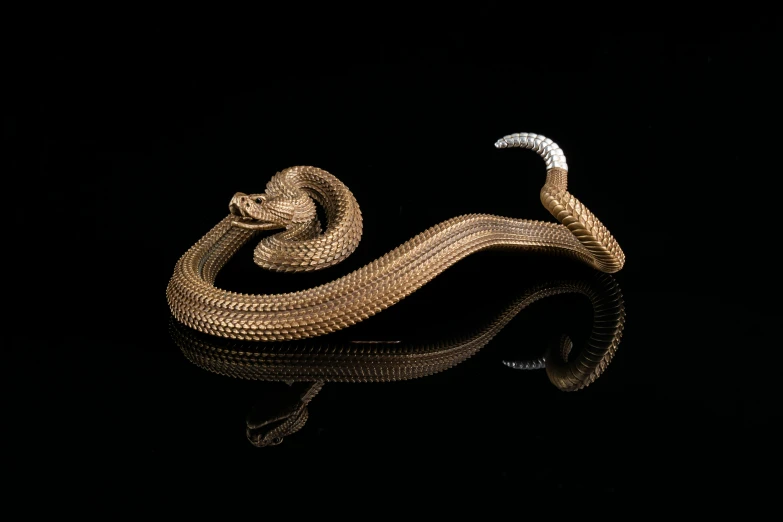 snake curled up with its body bent forward, reflecting on water surface