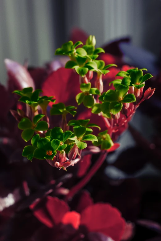 a very small plant with tiny green flowers