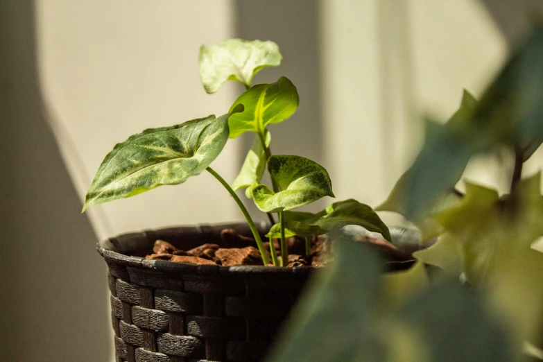 plant with a large green leaf in it