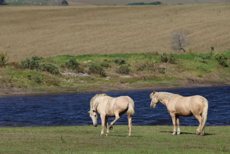 a couple of white horses standing in front of a lake