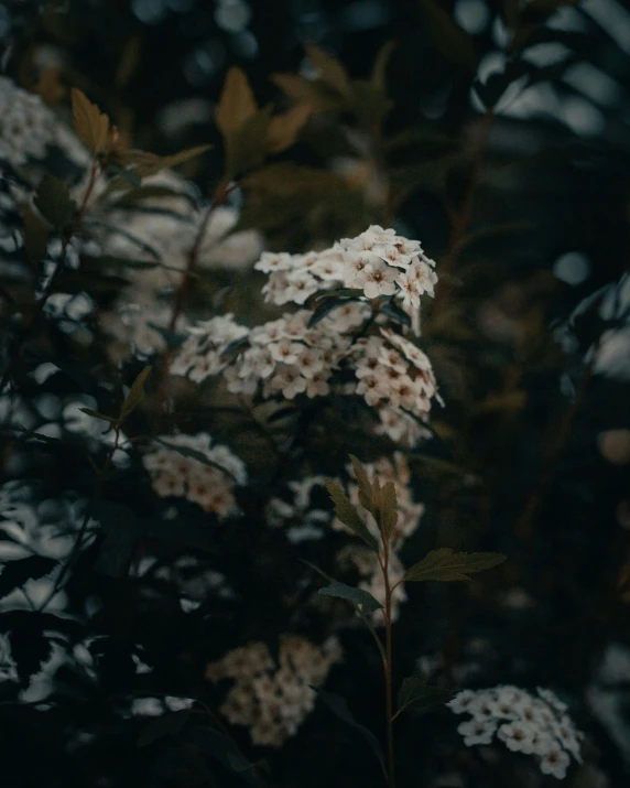 some white flowers are near dark green leaves