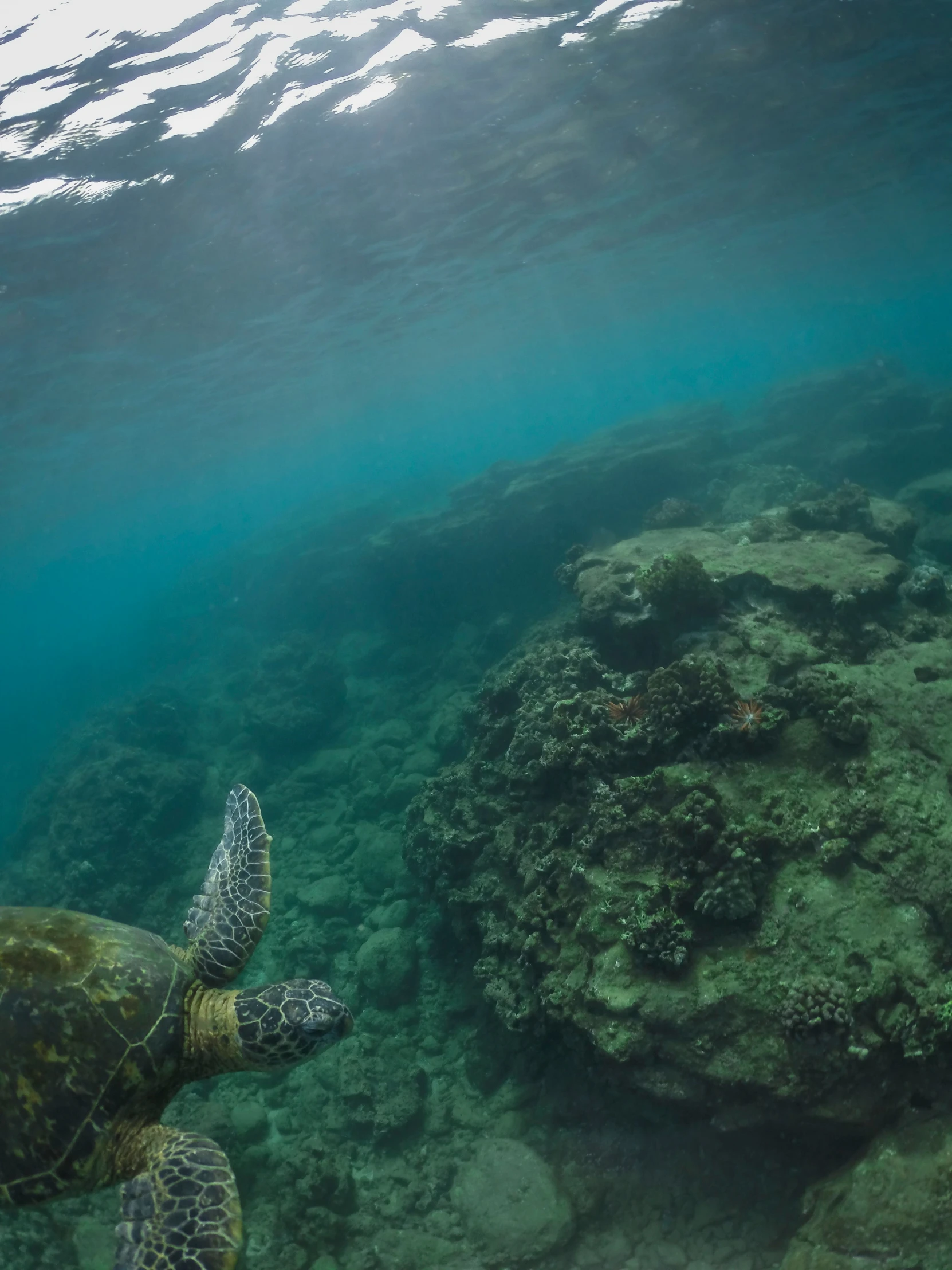 a turtle swims in the water over some coral