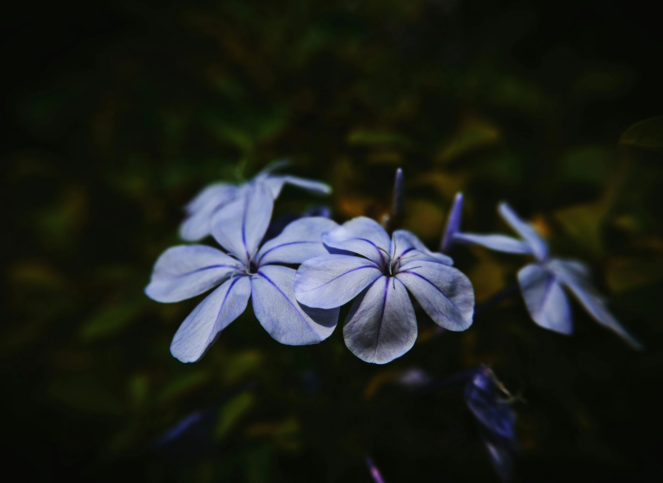 two blue flowers with a green leaves behind them