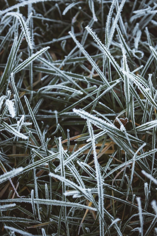 frosted grass that is growing in some kind of field