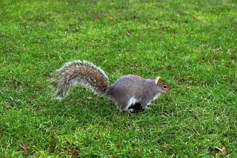 a gray squirrel with white fur is sprinkled by water