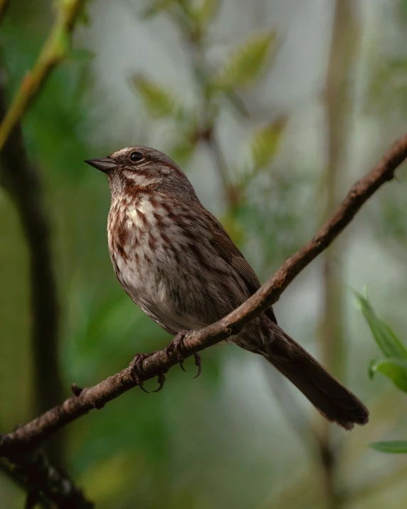 a brown and white bird sitting on a nch