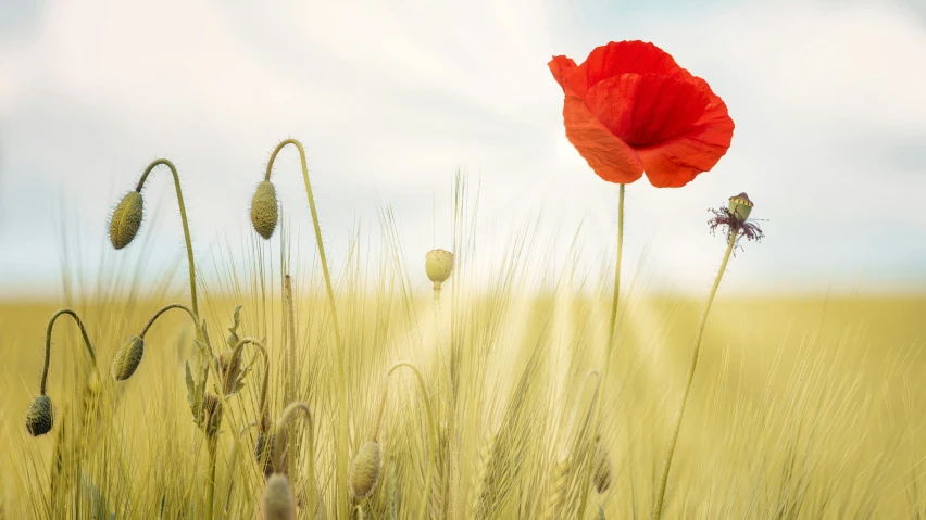 an abstract po of an poppy on a grassy field