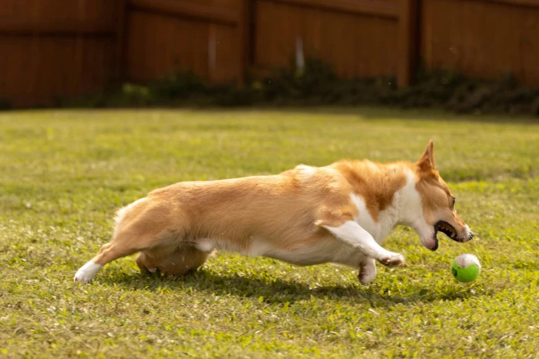 a small dog that is playing with a ball