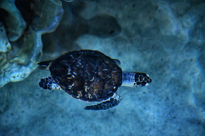 a turtle in the water looking directly into the camera