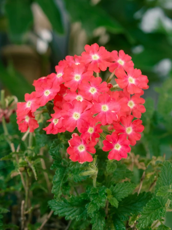 red and white flowers in full bloom