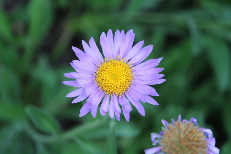 purple flowers with yellow center blooming in field