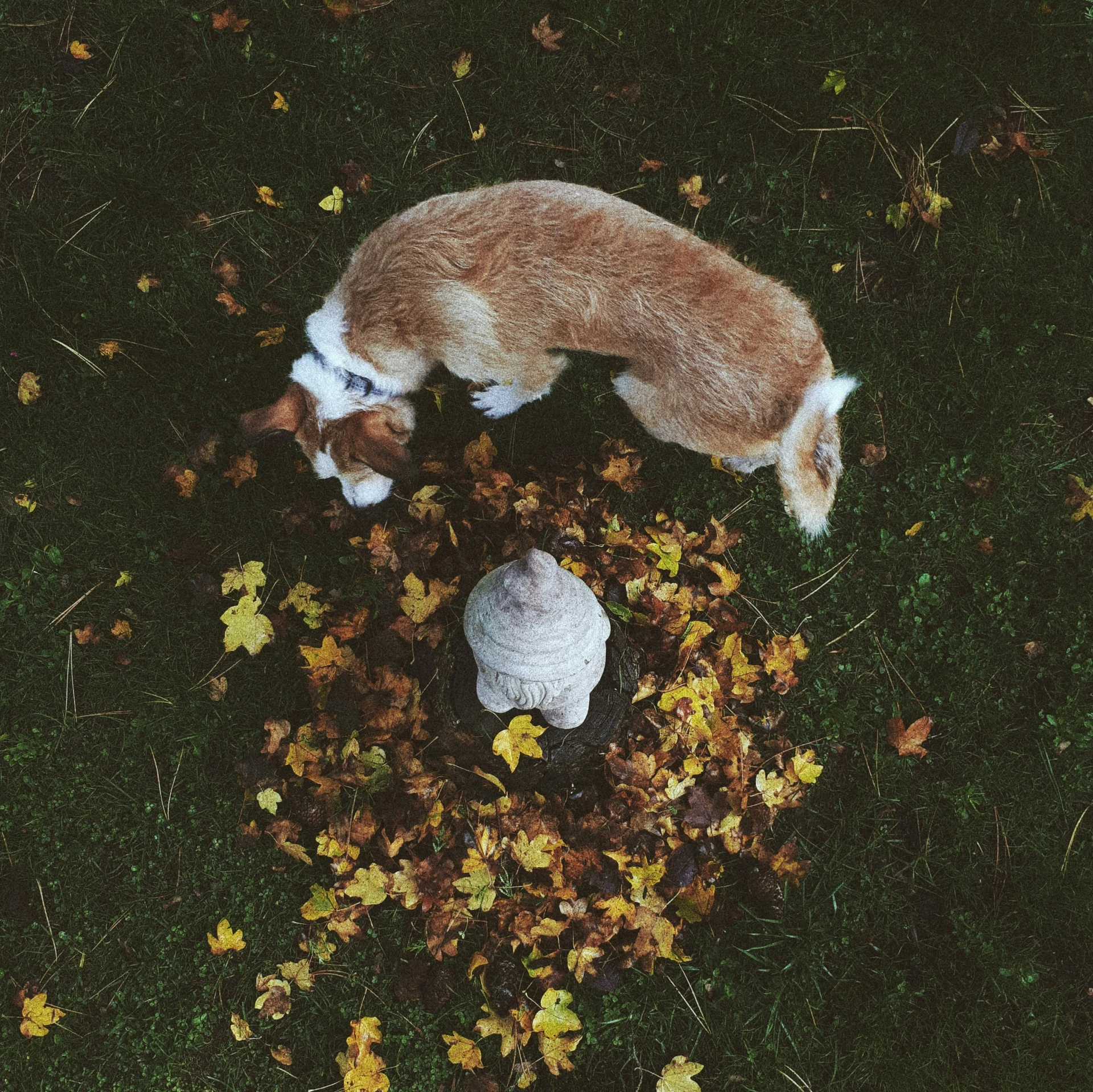 a dog sniffs the ground as another puppy sniffs leaves