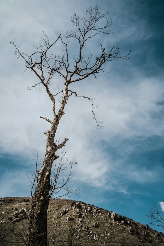 a barren tree on the side of a hill