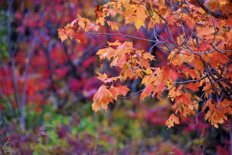 a bunch of colorful leaves are in a forest