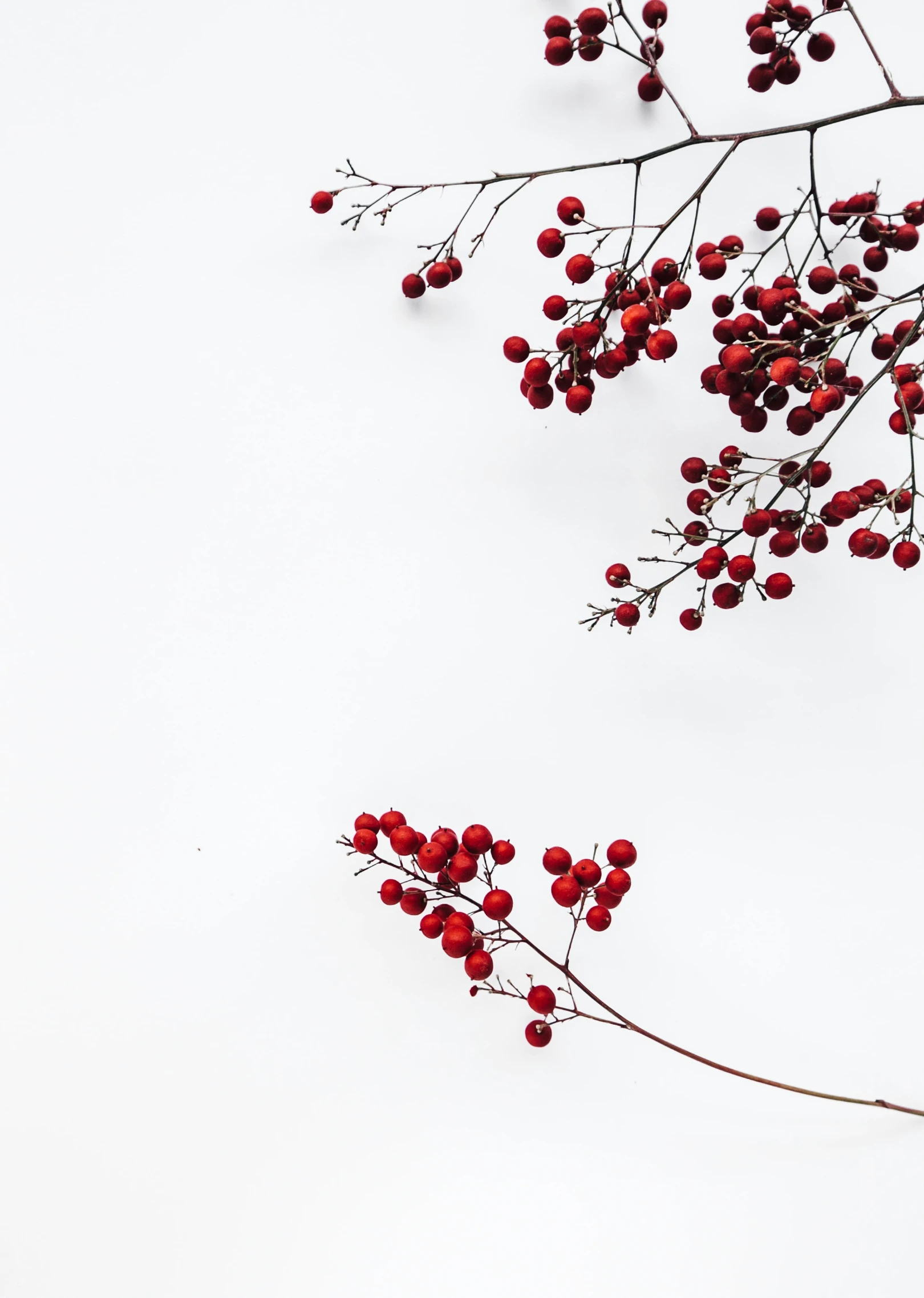 a white po with red berries on a tree