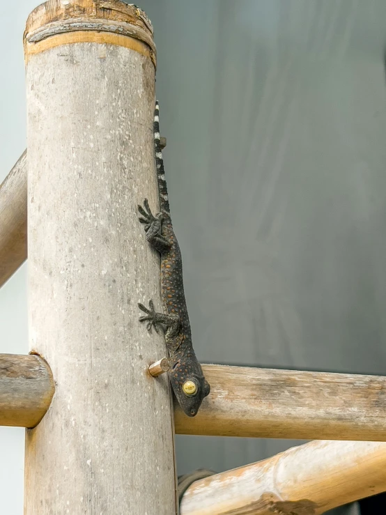 small lizard hanging around a piece of wood