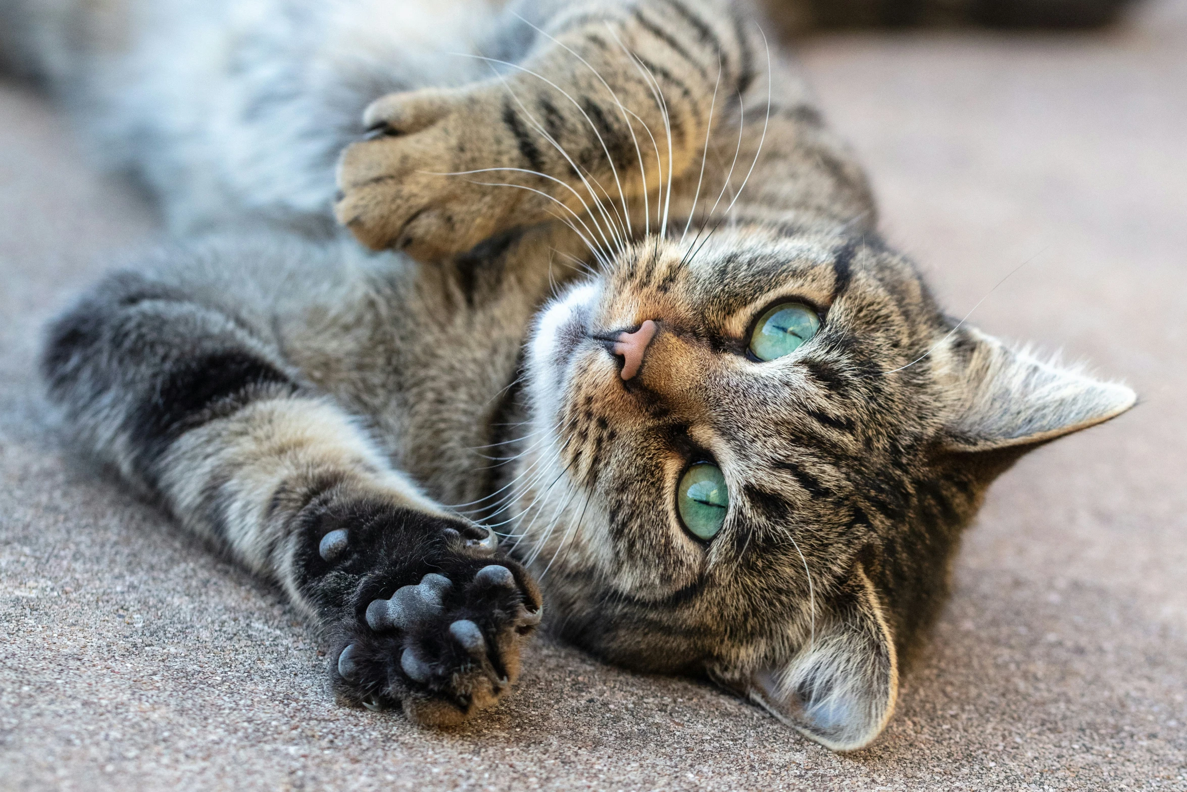 a cat lying on its back on top of a carpet