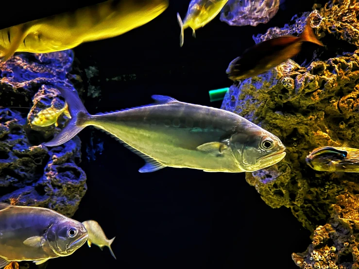 a school of fish swimming near a large aquarium