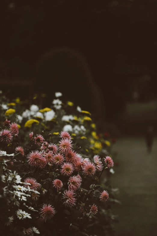 some very pretty flowers in the dark