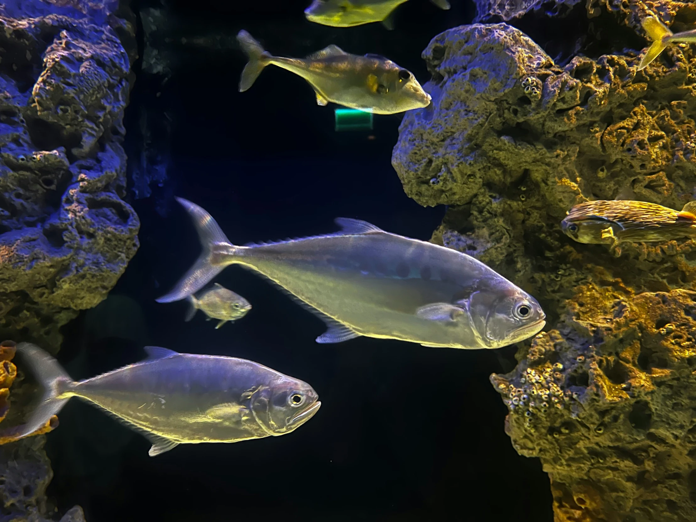 a small fish is swimming by the rocks