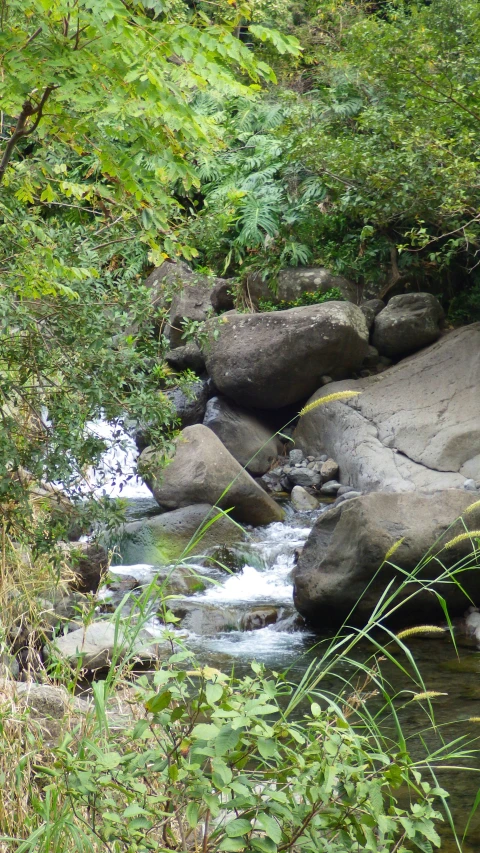 water running through a small river through lush vegetation