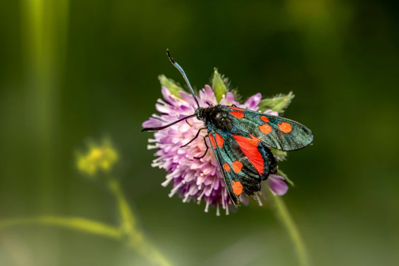 an orange and red erfly resting on a flower